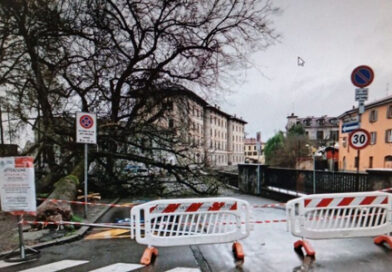 Monza – Cade un grosso albero in via Spalto Piodo
