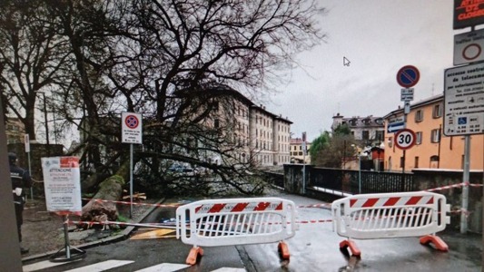Monza – Cade un grosso albero in via Spalto Piodo